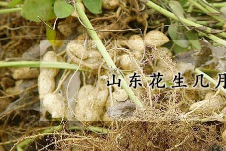 5月底种花生晚吗