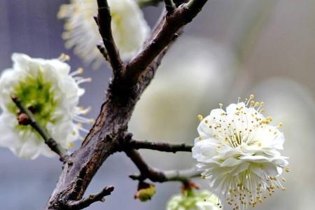 立春梅花分外艳出自哪首诗