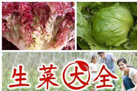 紫罗马生菜好吃吗