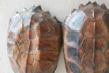 锯缘龟最佳繁殖方法