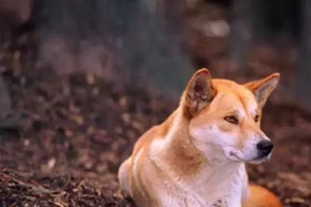 中华田园犬来自哪个国家
