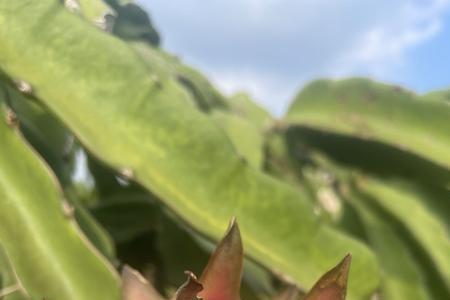 火龙果会引蛇吗