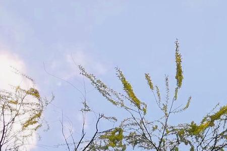 歌曲风儿轻轻地吹叶儿轻轻落