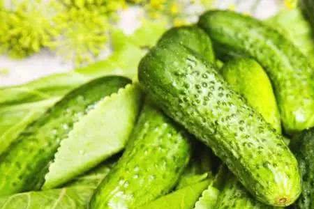 为什么黄瓜汤是苦的