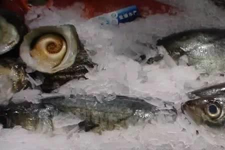 摩洛哥海域有什么鱼