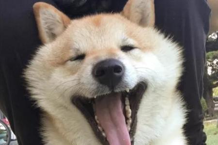 柴犬的舌头是什么颜色
