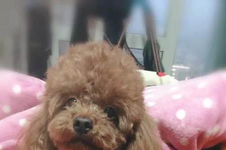 泰迪配完多久能看出来