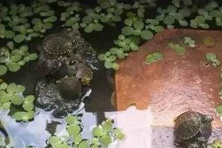 养龟要放到河水什么时侵放好