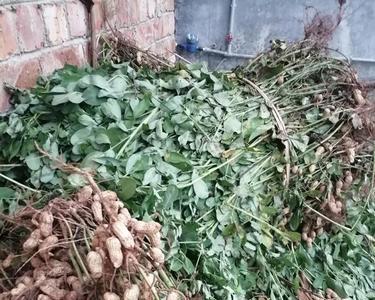 花生成熟了不拔会怎么样