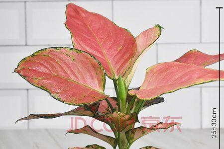 吉利红能养几年
