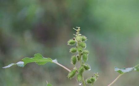 苍耳用什么除草剂能封闭