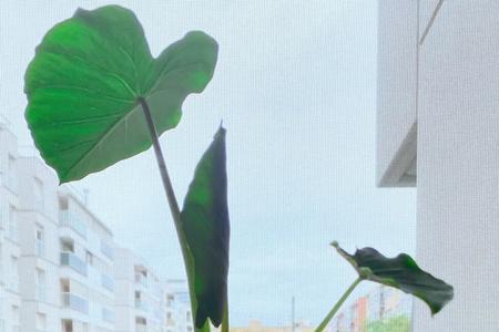 室内水培芋头能净化空气吗
