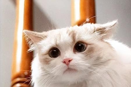 猫不想养了可以送到哪