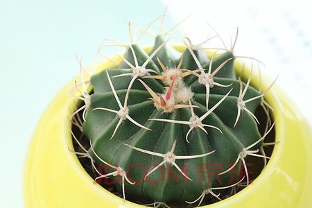 红豆仙人是什么