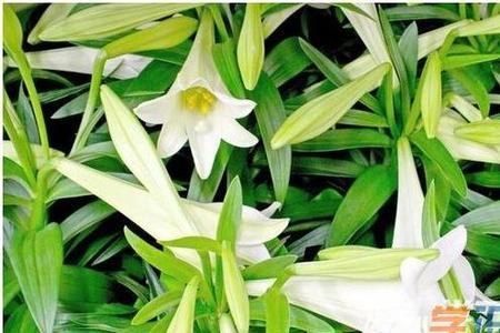 百合花室内怎么休眠