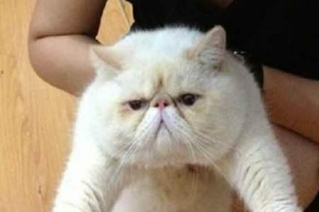 加菲猫几个月可以配