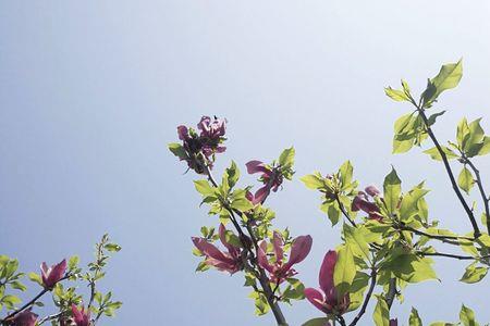 三月花开春意浓诗句