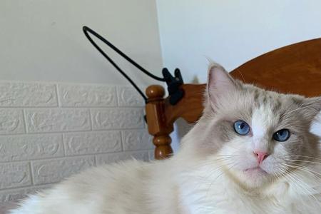 山猫布偶属于什么系列