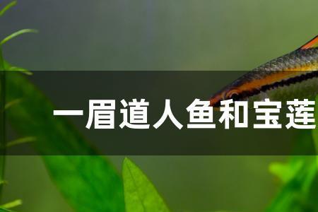 彩虹精灵和一眉道人能混养