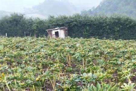 重楼种植技术及生长周期