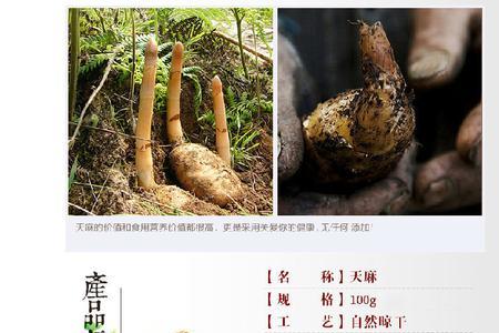 天麻子炖汤好吃吗