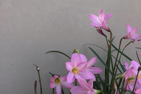 风雨兰f1勤花吗