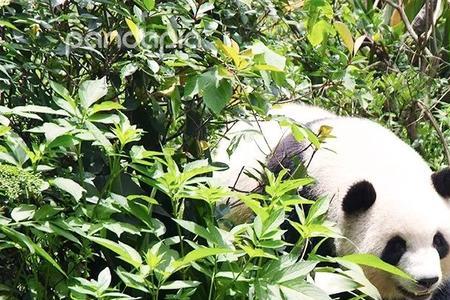 熊猫的背是什么颜色