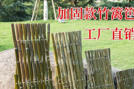 竹子什么时候移到室外