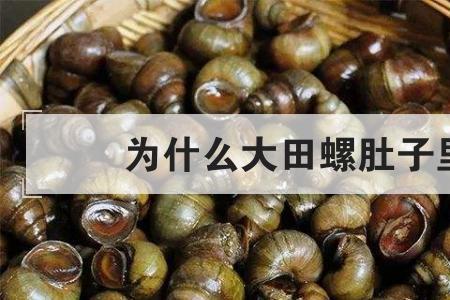 田螺泡了几天有臭味怎么办
