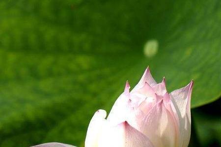 莲花相思情短藕丝长寓意是什么