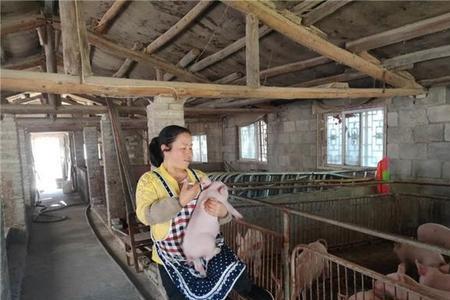 毛猪是这么算斤两