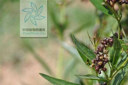 老瓜头油条的做法