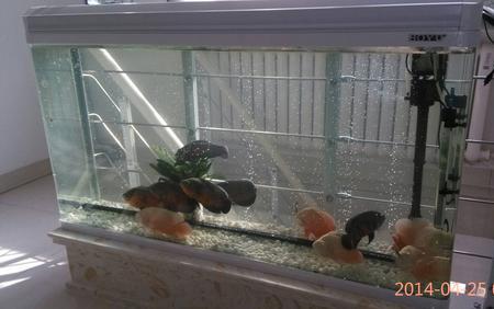 困水爆氧能产生硝化细菌吗