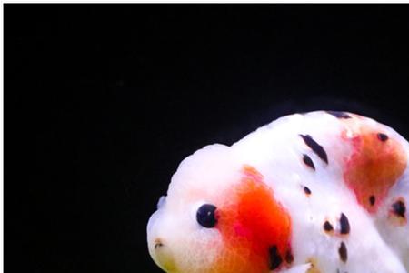 兰寿金鱼一年能产卵几次