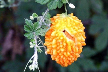 癞葡萄8月份可以种植吗