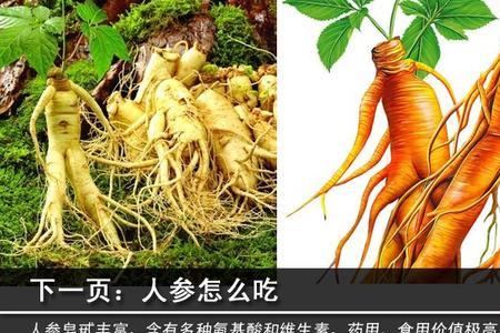 林下山参冻干粉的吃法