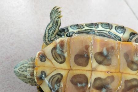 巴西龟出生多久睁眼