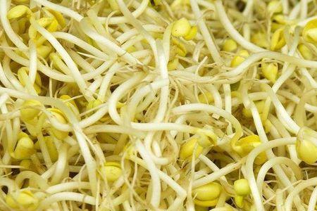 市场上生有几种豆芽