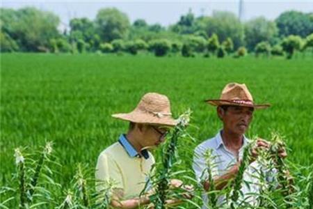 芝麻能在家里的院子种吗