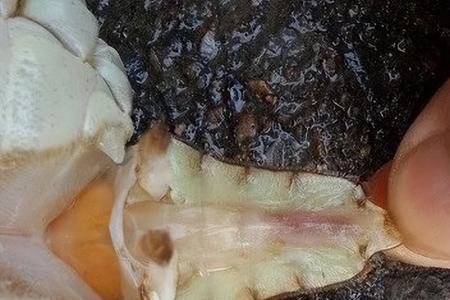 蟹塘杀纤毛虫最佳时间