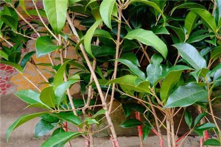 山东桂花嫁接时间秋季
