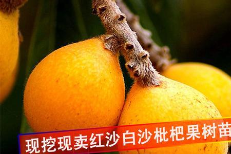 最大的无籽枇杷有那些品种