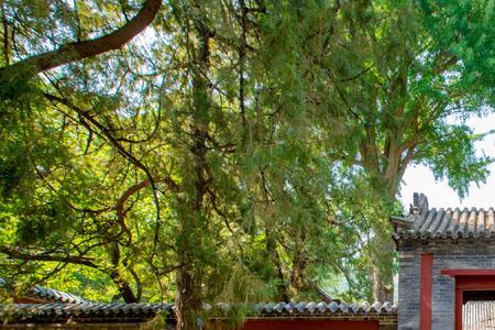 泰安普照寺有什么佛像