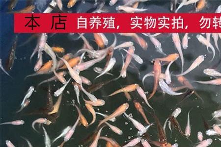 青鳉没有公鱼能孵化吗
