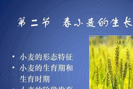小麦生长过程的七个阶段