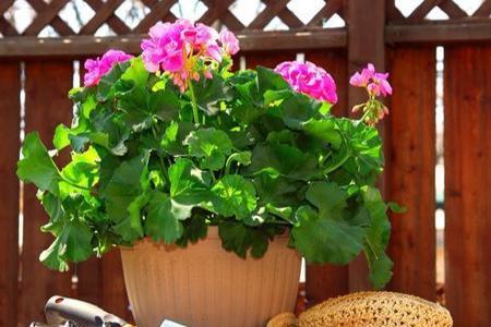 扯苗花家里能养吗