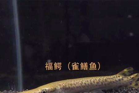 鳄雀鳝和鸭嘴鱼的区别