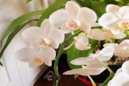 花多多如何浇蝴蝶兰