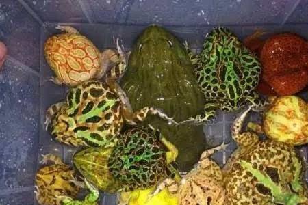 火龙角蛙饲养指南
