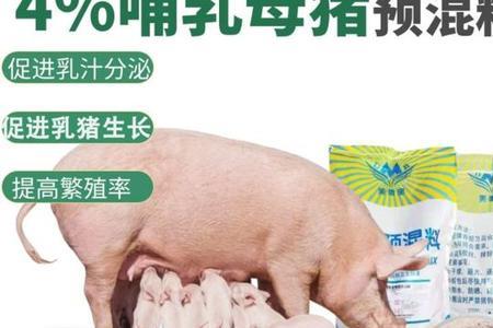 什么是后备母猪料和母猪料